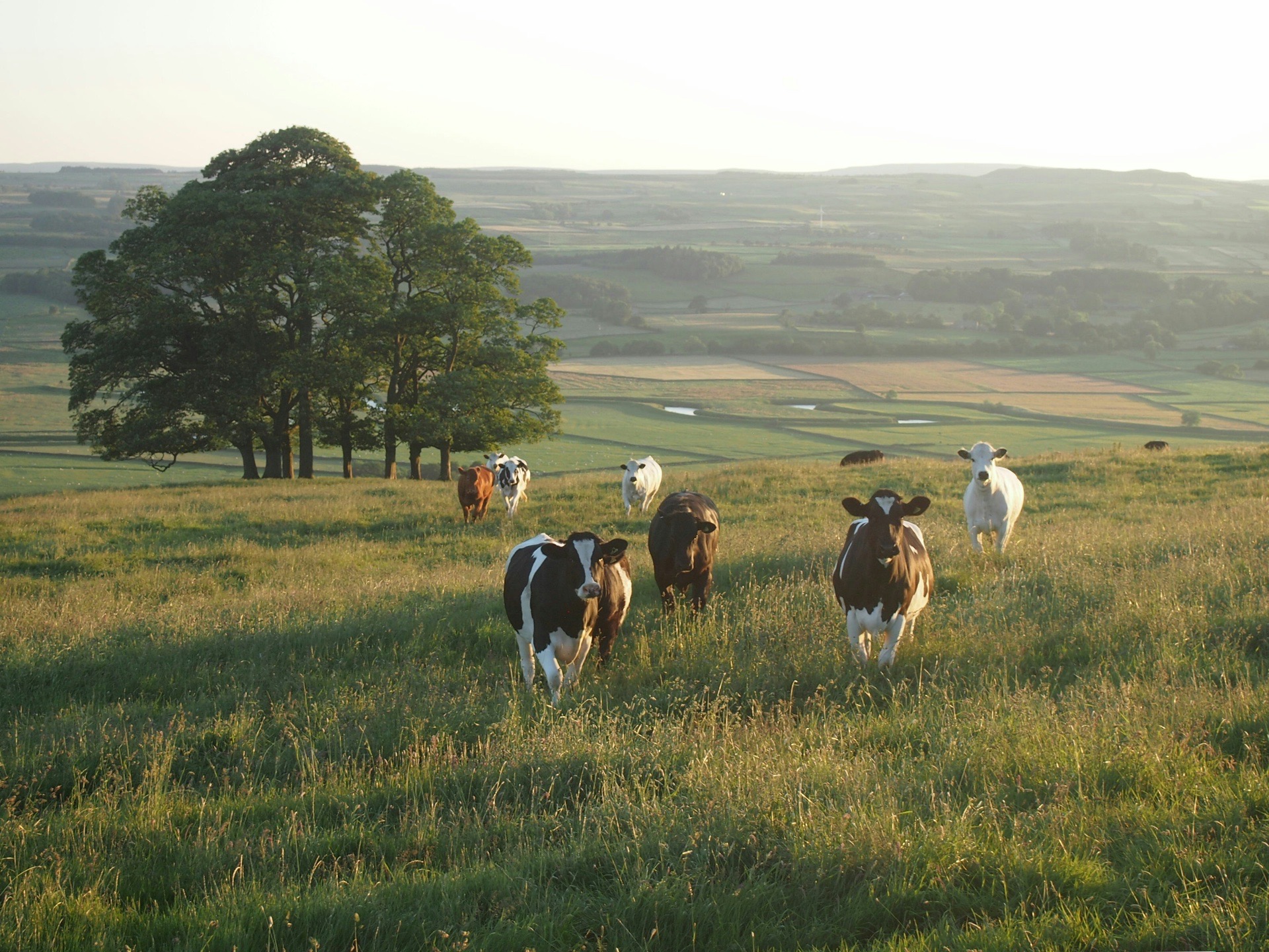 Dairy cows in a sunlit pasture