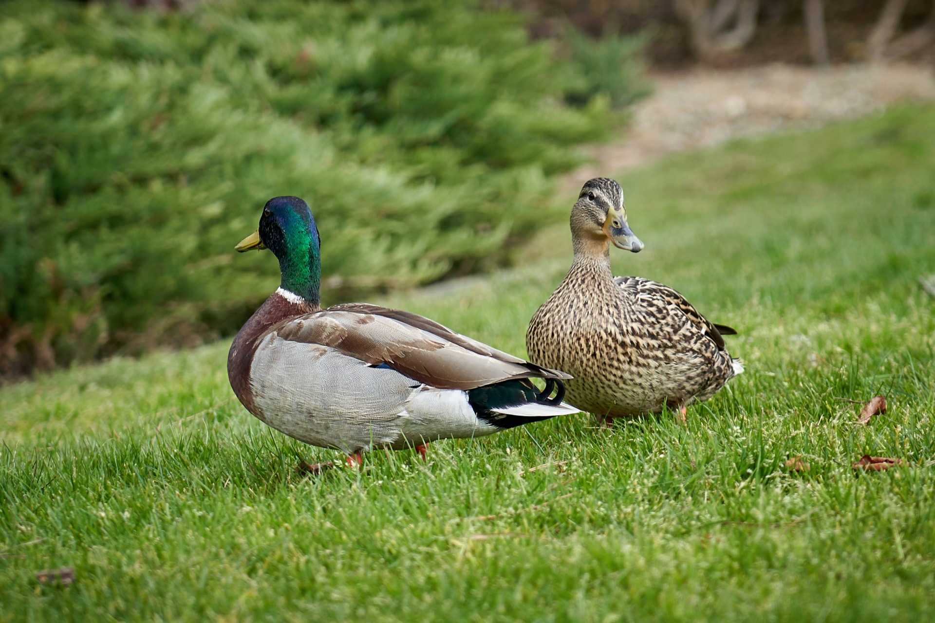 Mallards on grass