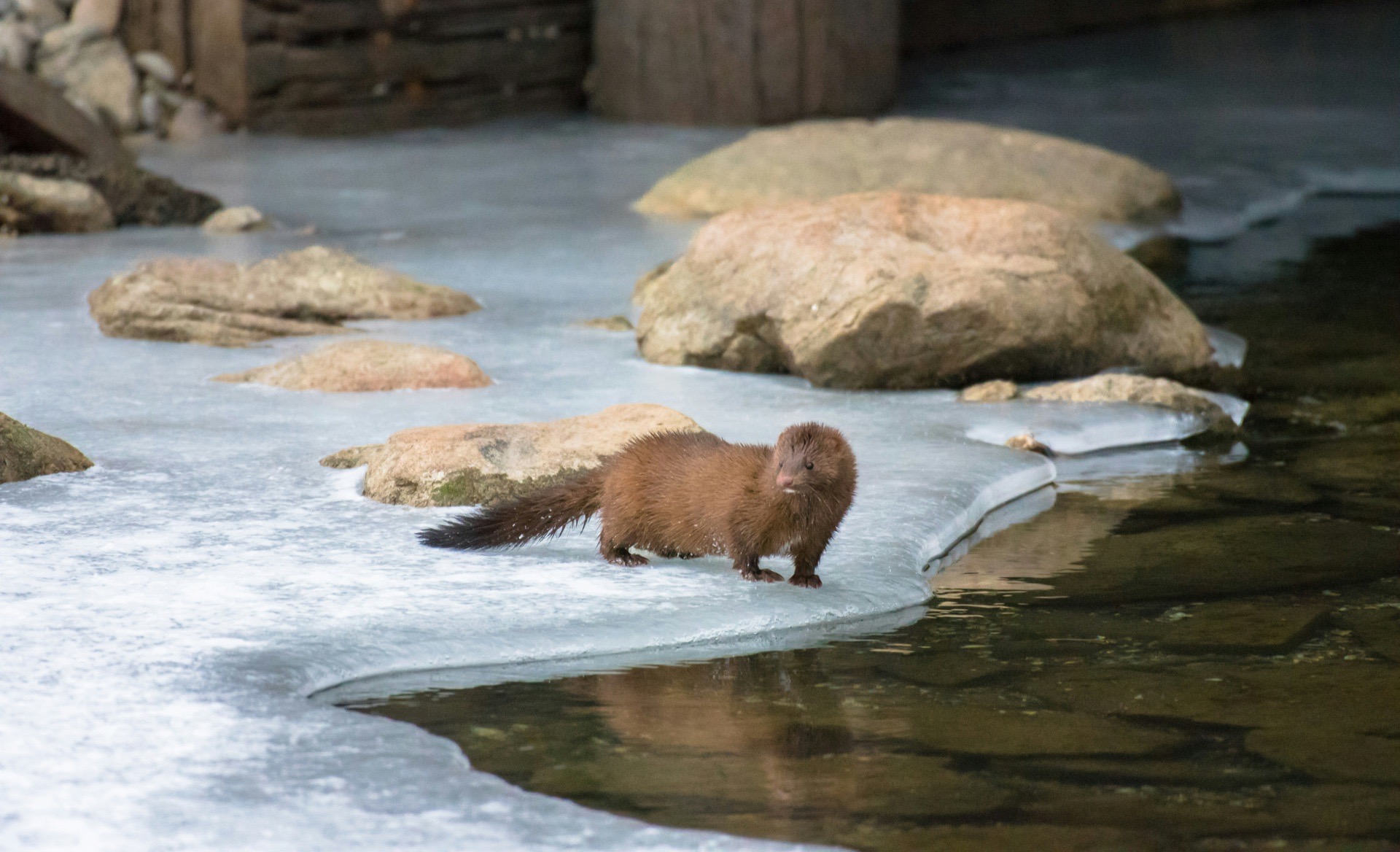 A wild mink on an icy stream