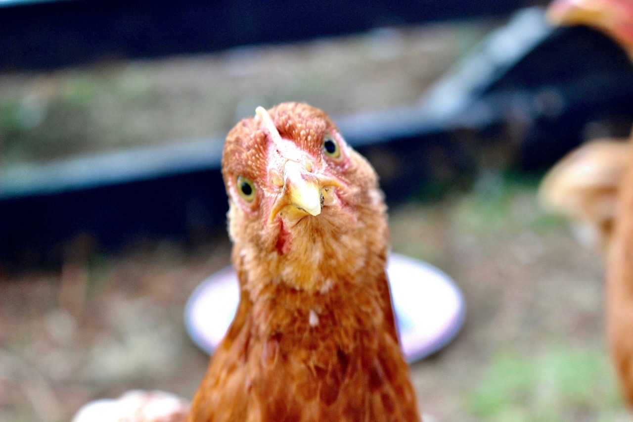 A hen looking at the camera
