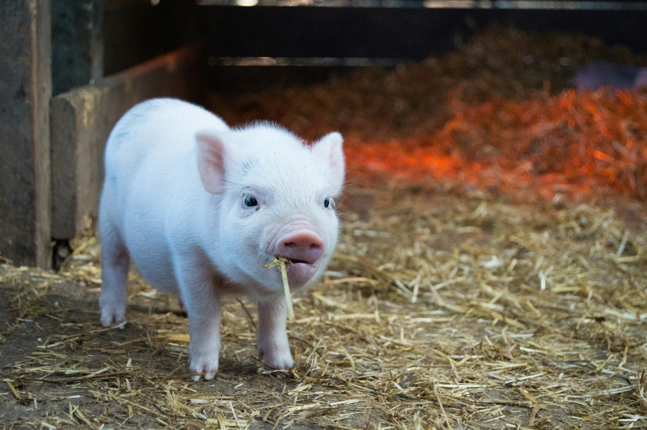 A piglet in a stall